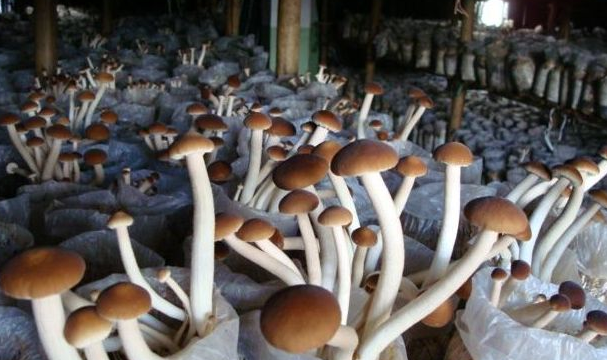 How to grow tea, mushrooms