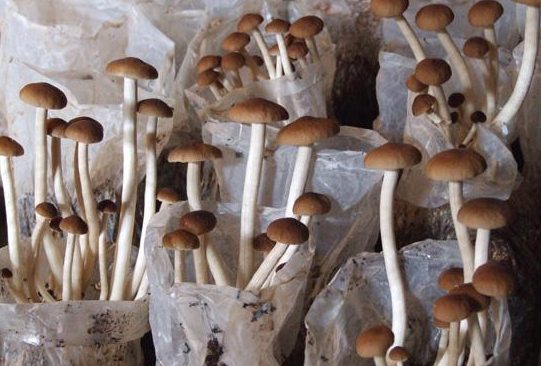 How to grow tea, mushrooms