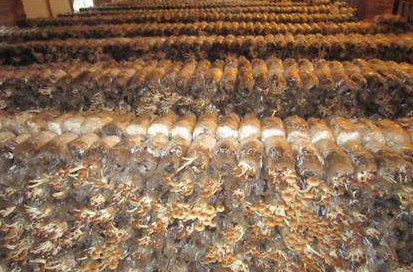 How to grow tea, mushrooms