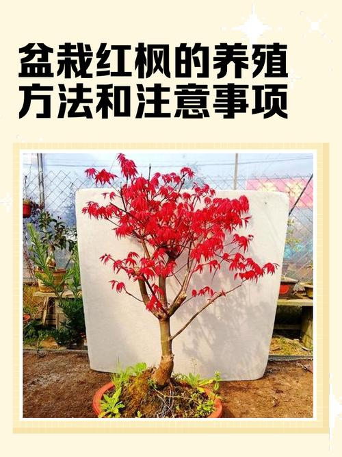 五角枫种植技术2026