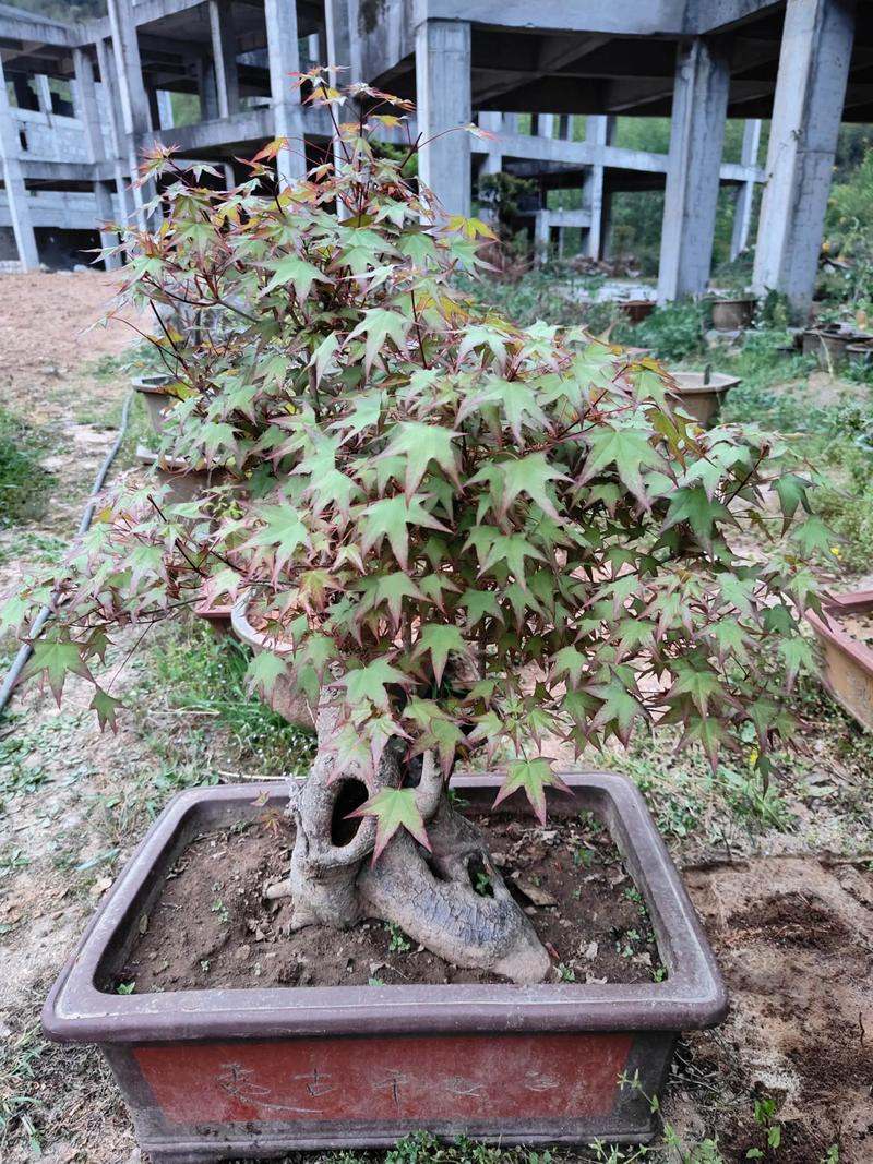 五角枫种植技术2026