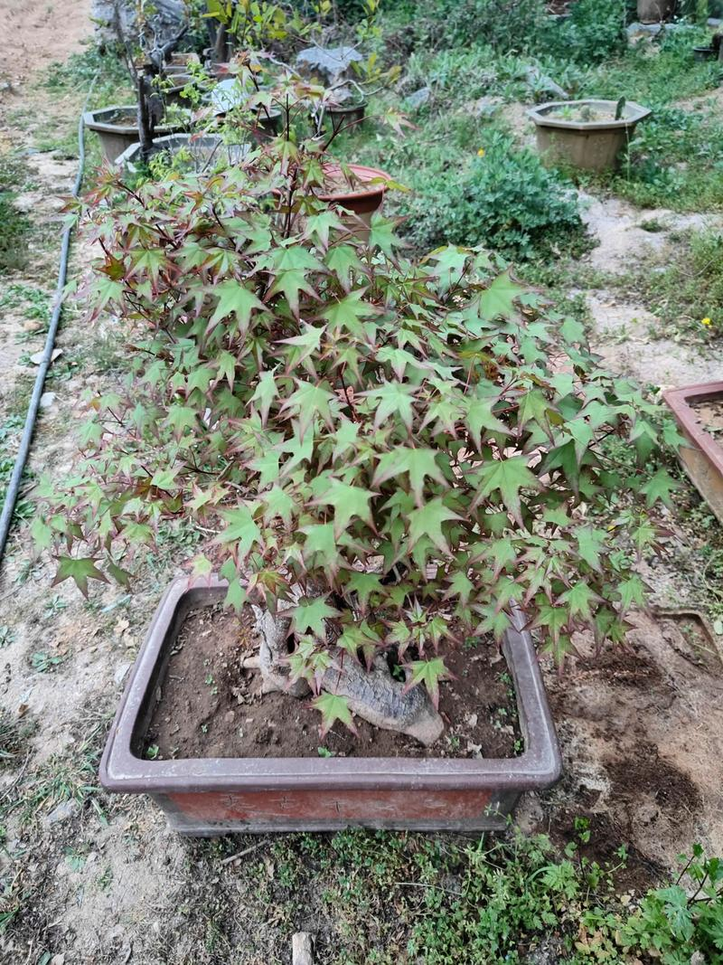 五角枫种植技术2026