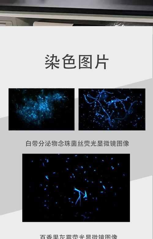 Paraffin slice immuno-fluorescent step