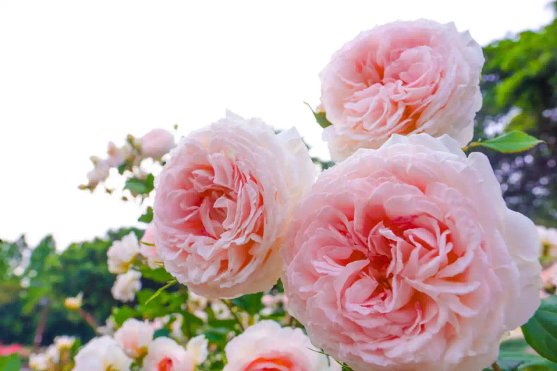 月季的种植方法