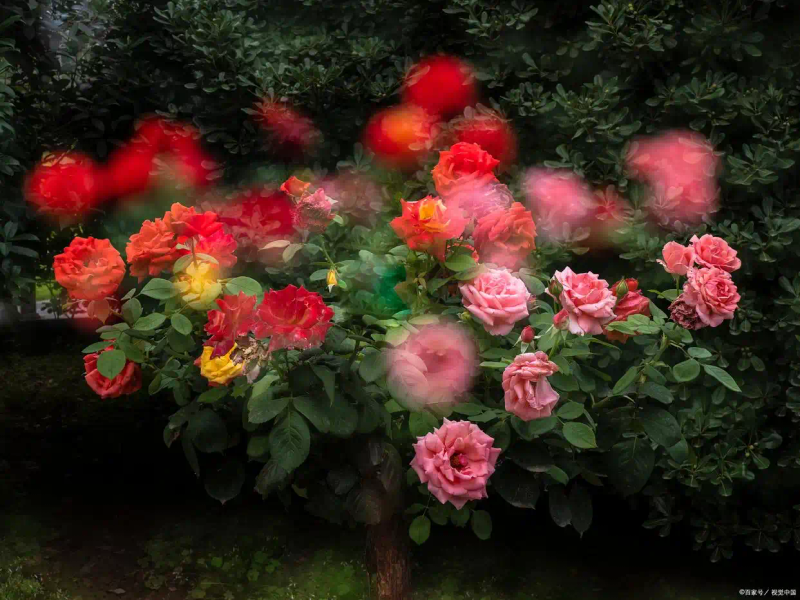 月季的种植方法