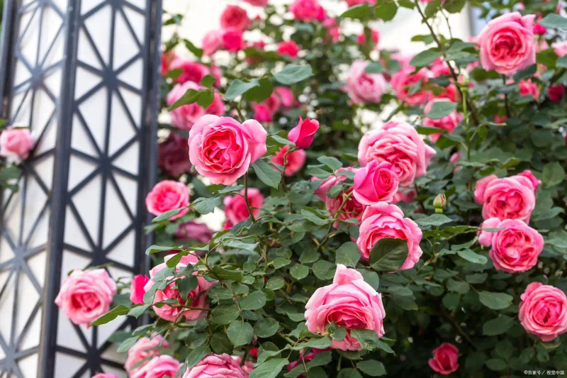 月季的种植方法