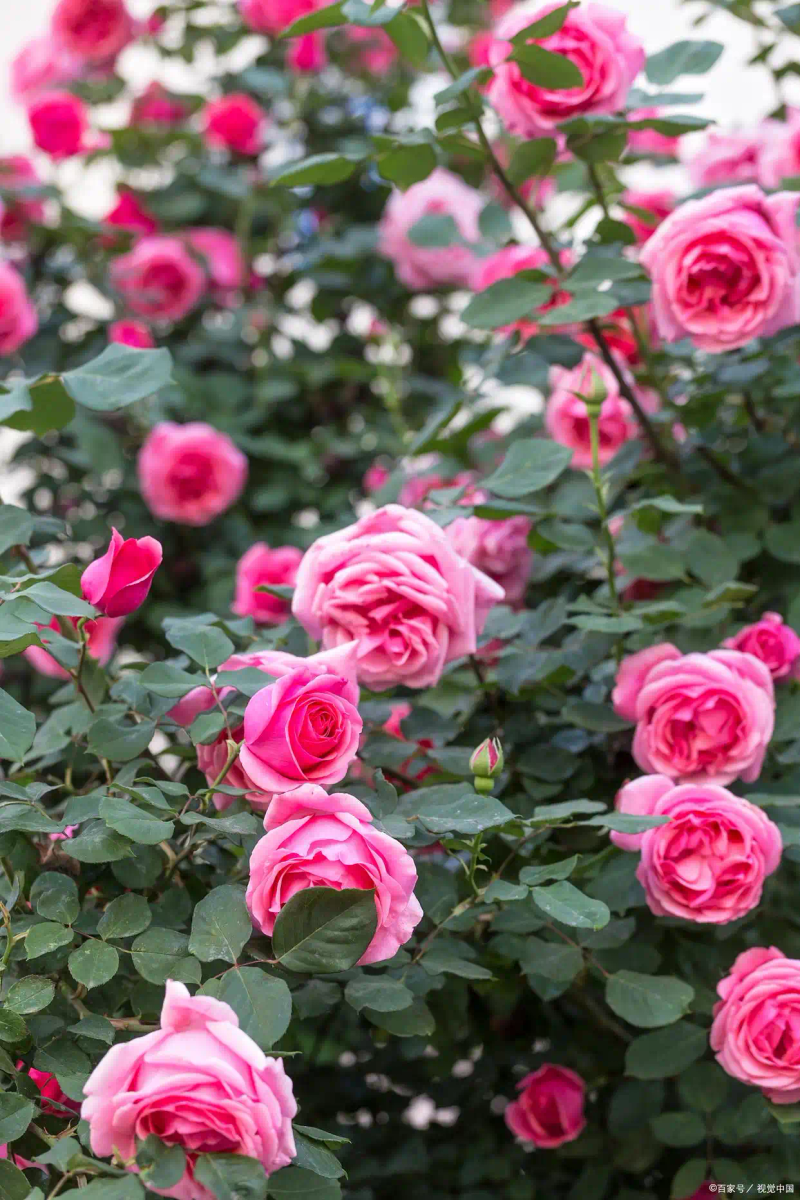 月季的种植方法