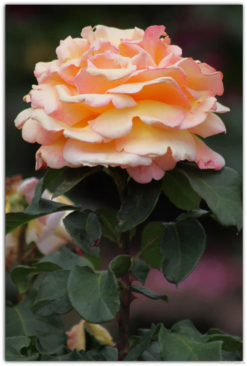 月季的种植方法