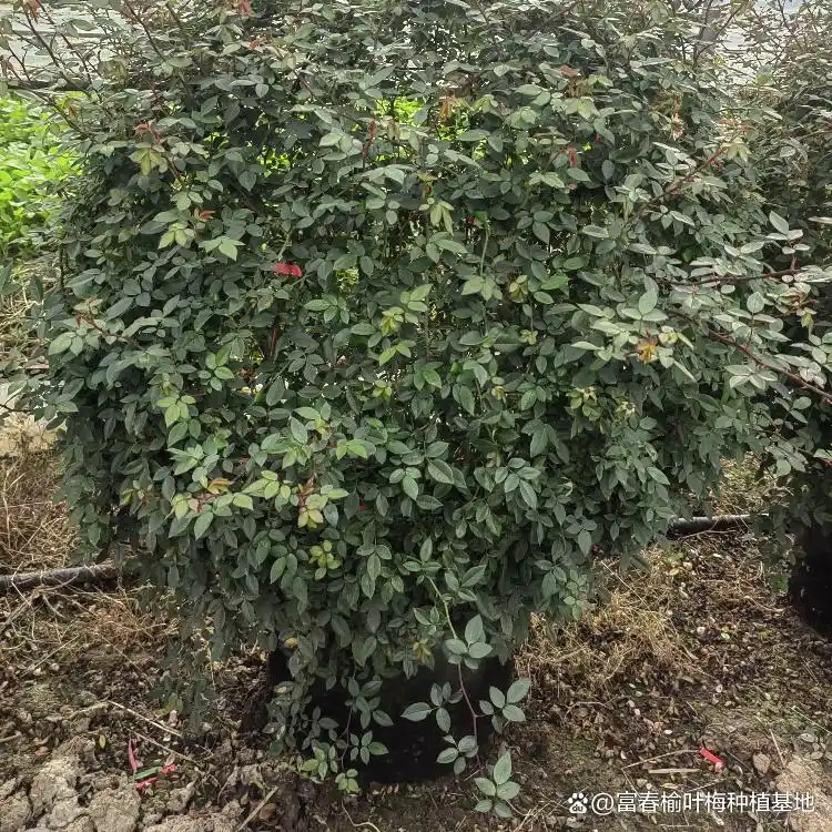 月季的种植方法