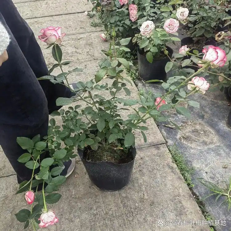 月季的种植方法