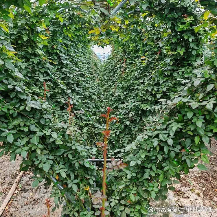 月季的种植方法