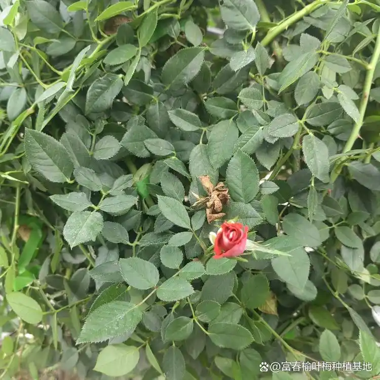 月季的种植方法