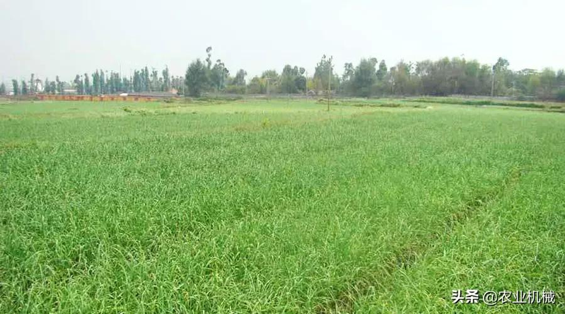 How do you plant herb seeds