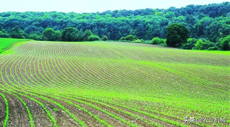 How do you plant herb seeds