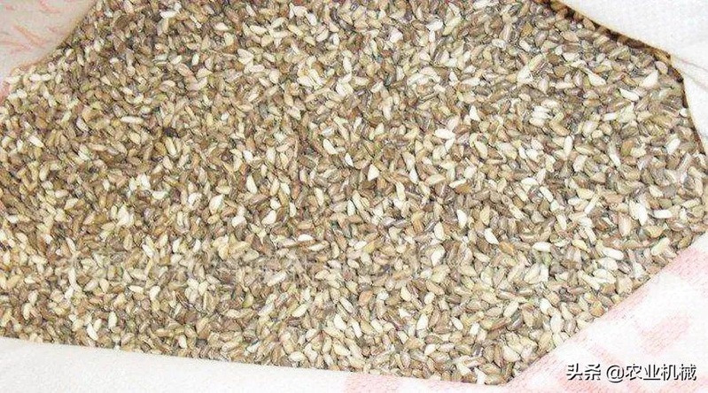 How do you plant herb seeds