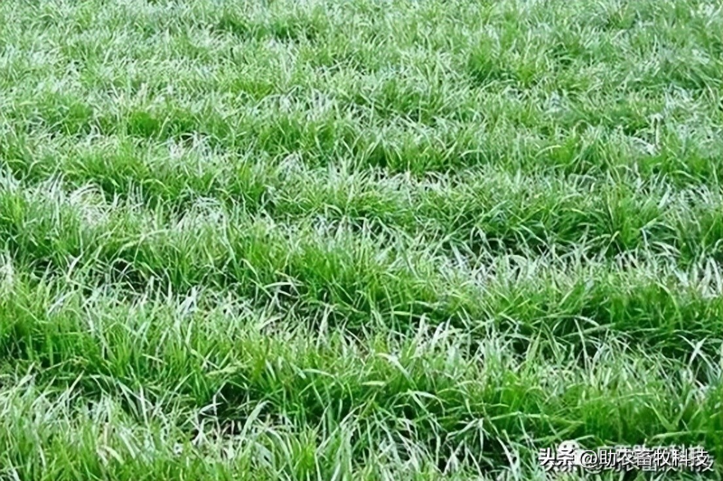 How do you plant herb seeds