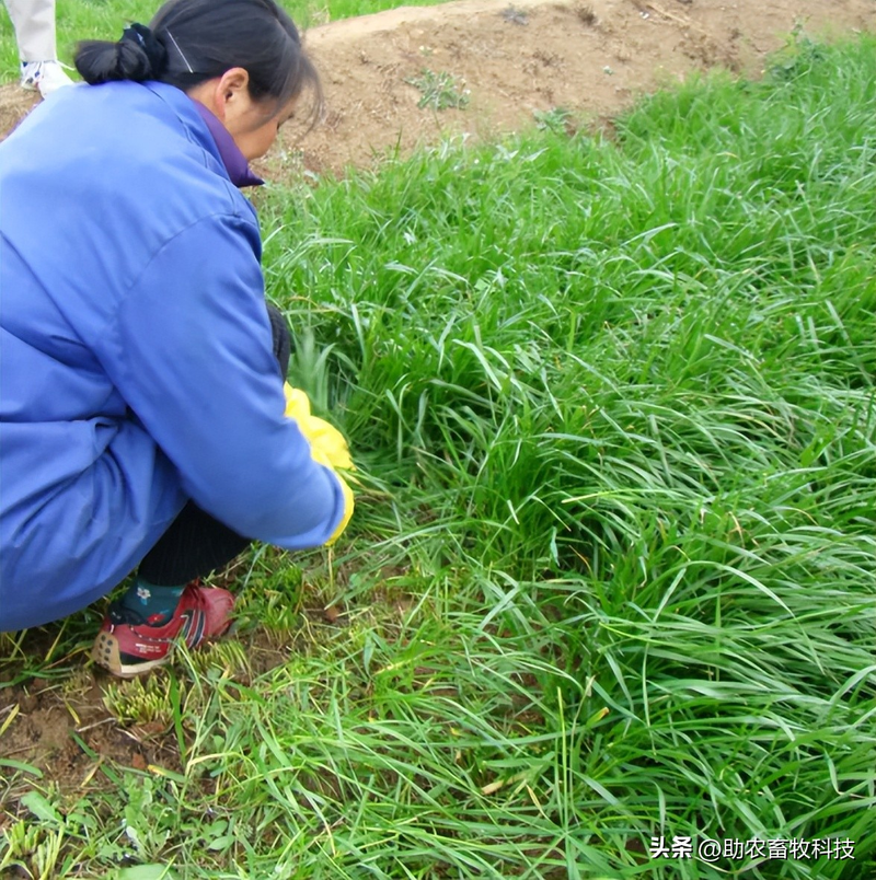 How do you plant herb seeds