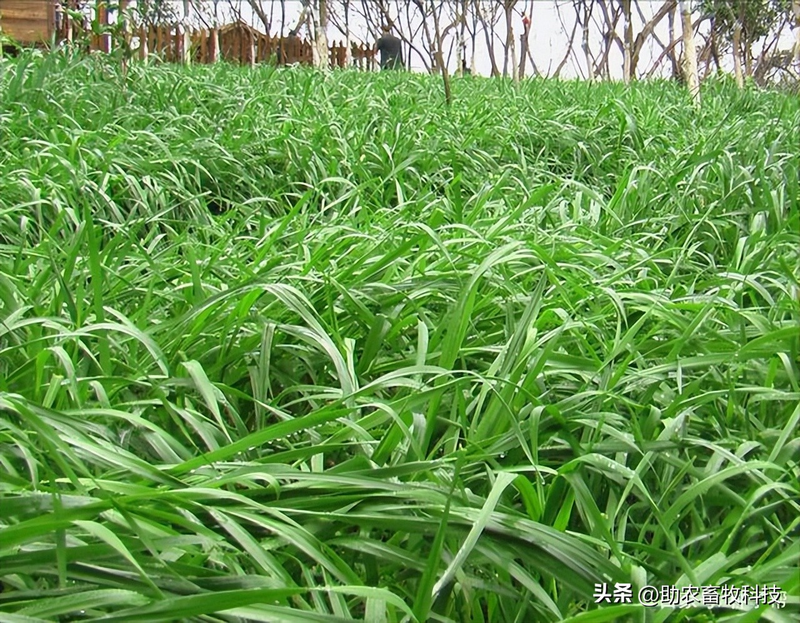 How do you plant herb seeds