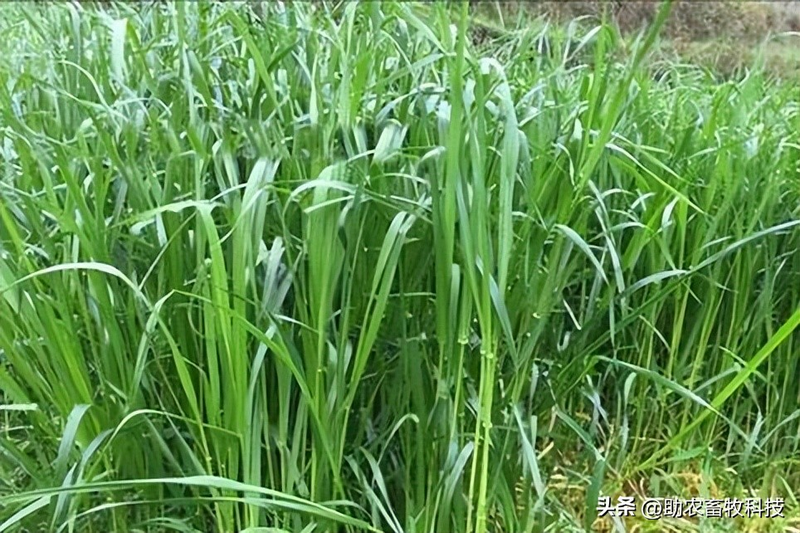 How do you plant herb seeds