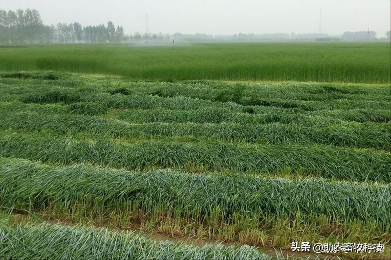 How do you plant herb seeds