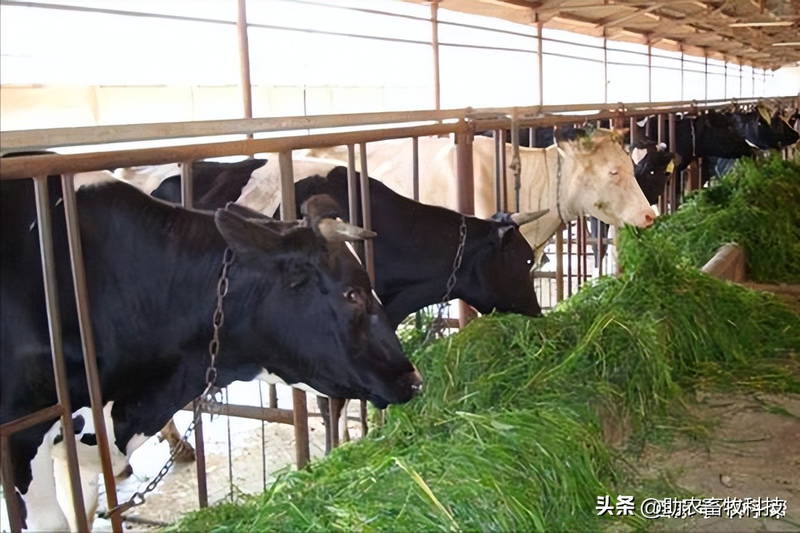 How do you plant herb seeds