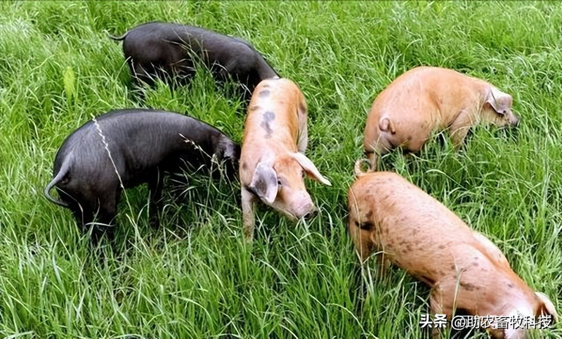 How do you plant herb seeds