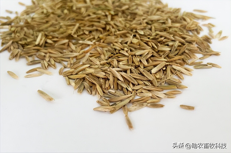 How do you plant herb seeds