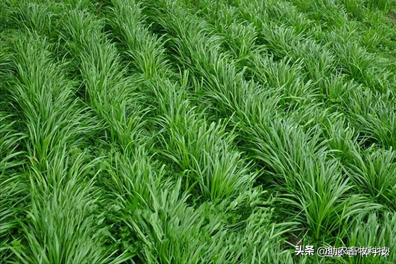 How do you plant herb seeds