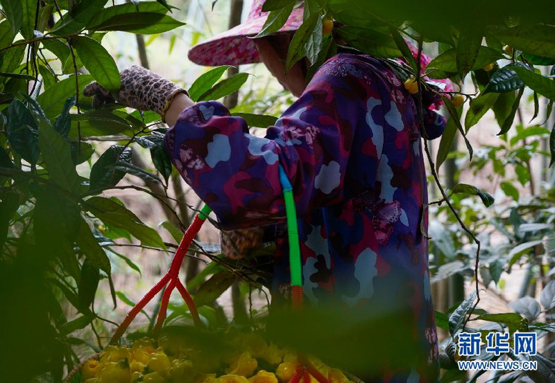 金花茶种植方法