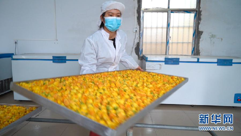 金花茶种植方法