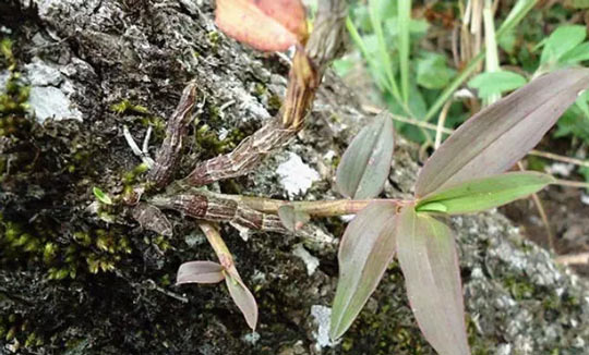 Artificial platinum cultivation techniques