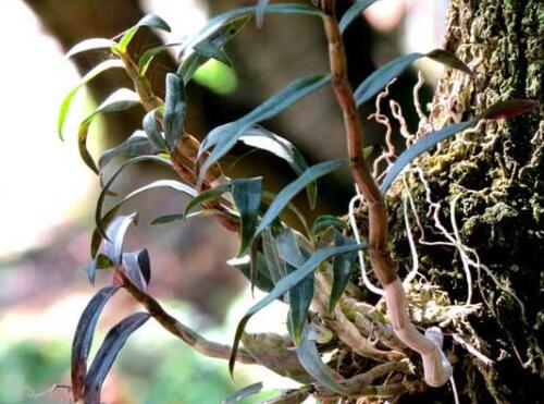 Artificial platinum cultivation techniques