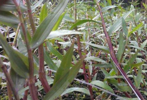 Artificial platinum cultivation techniques
