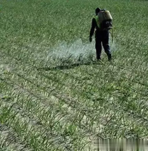 春小麦种植技术与管理