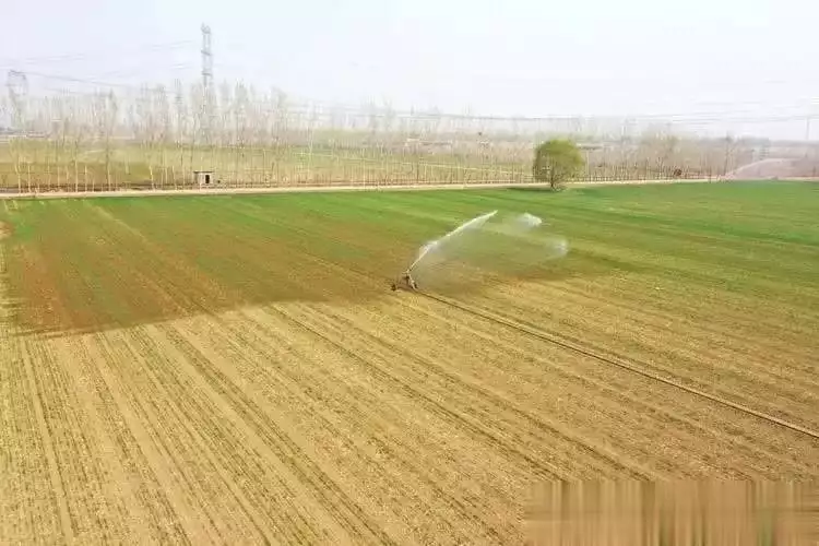 春小麦种植技术与管理