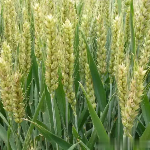 春小麦种植技术与管理