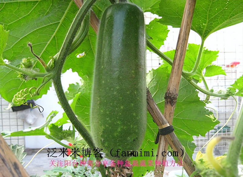 节瓜种植方法