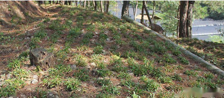Artificial platinum cultivation techniques