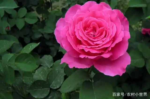 月季的种植方法