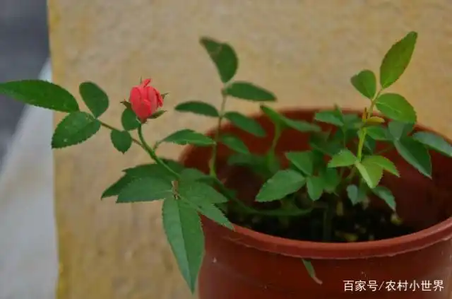 月季的种植方法