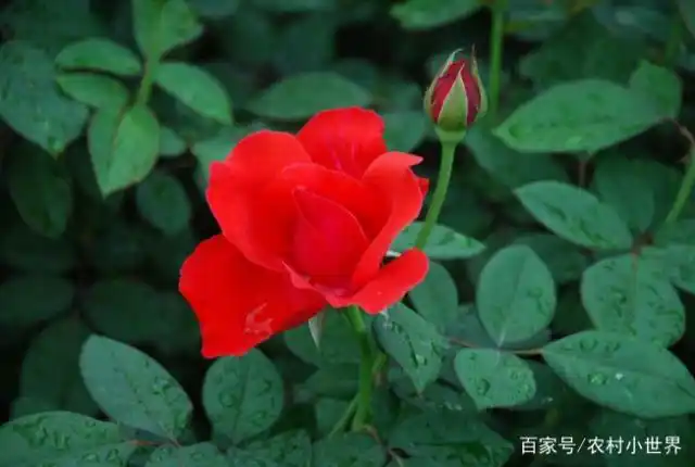 月季的种植方法