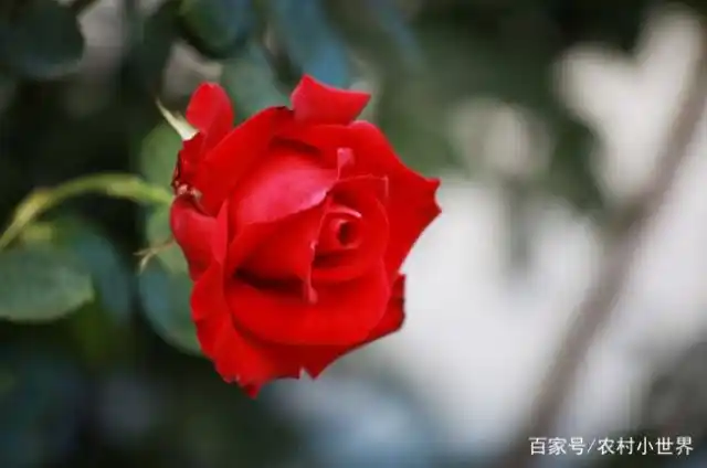 月季的种植方法