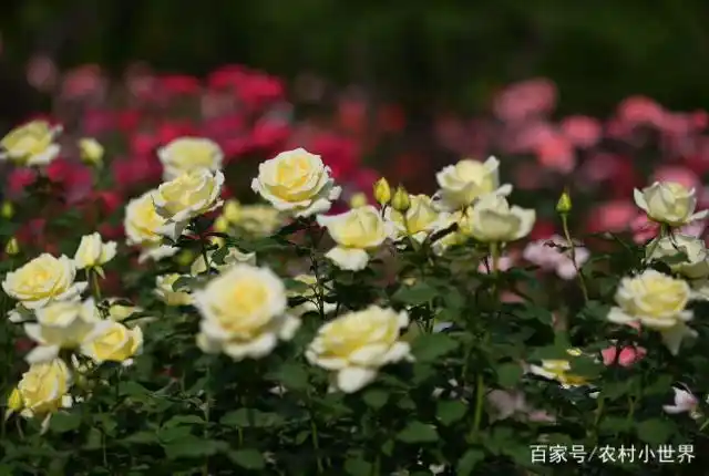 月季的种植方法