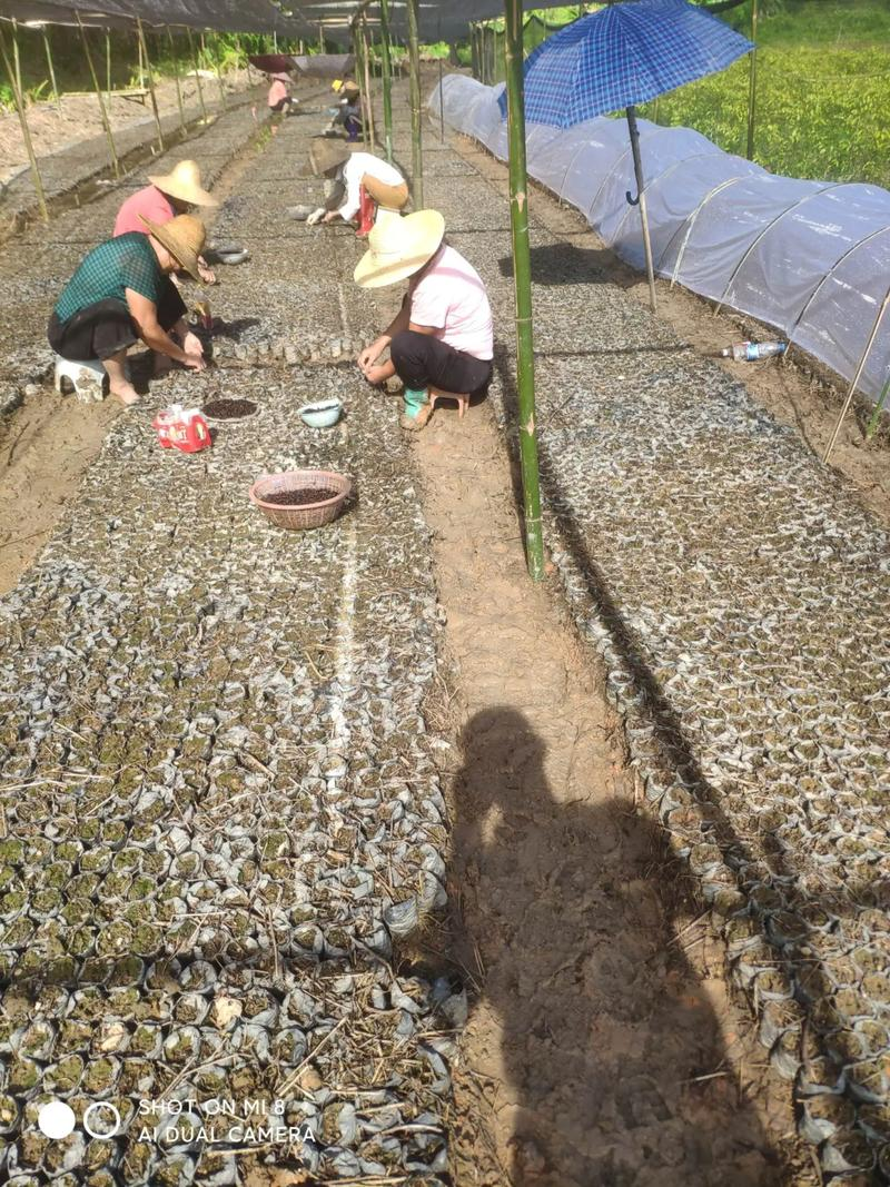 Guangxi artisan cultivation