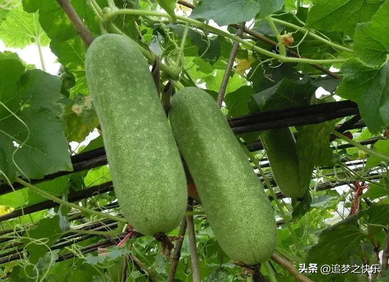 节瓜种植方法