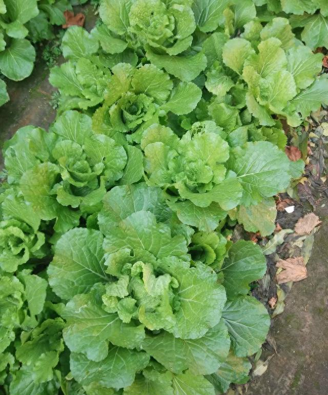 Indoor vegetable cultivation