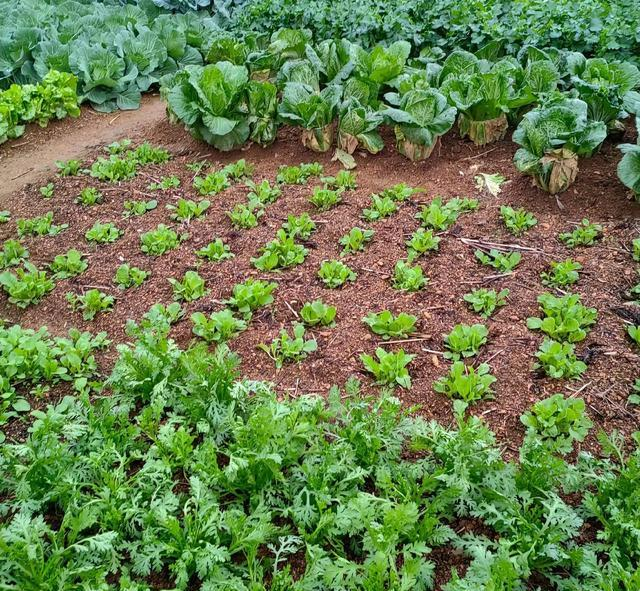 Indoor vegetable cultivation
