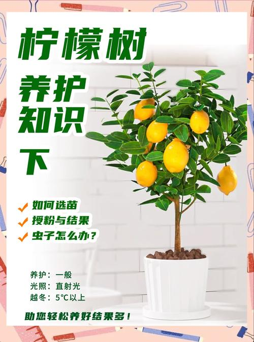 How do you grow lemon seedlings