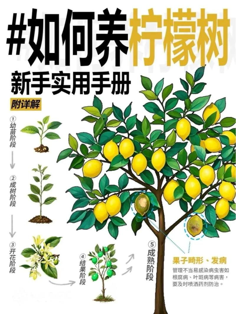 How do you grow lemon seedlings