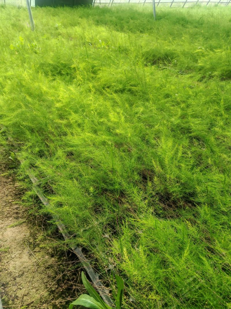 The method of cultivation of thorium